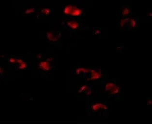 Anti-TMEM18 antibody used in IHC (Paraffin sections) (IHC-P). GTX31972