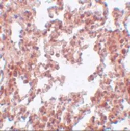 Anti-SRPX2 antibody used in IHC (Paraffin sections) (IHC-P). GTX31974