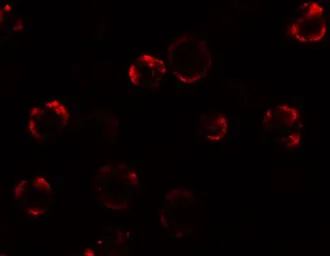 Anti-KAL1 antibody used in Immunocytochemistry/ Immunofluorescence (ICC/IF). GTX32013