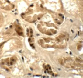 Anti-ATAD3B antibody used in IHC (Paraffin sections) (IHC-P). GTX32018