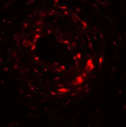 Anti-UPK1B antibody used in IHC (Paraffin sections) (IHC-P). GTX32032