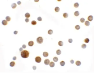 Anti-SLC35D2 antibody used in Immunocytochemistry/ Immunofluorescence (ICC/IF). GTX32037