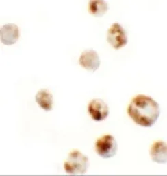 Anti-AFAP1L1 antibody used in Immunocytochemistry/ Immunofluorescence (ICC/IF). GTX32040