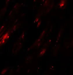 Anti-SELK antibody used in IHC (Paraffin sections) (IHC-P). GTX32088