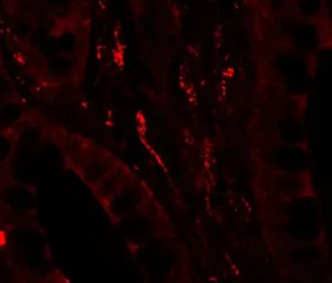 Anti-GILZ antibody used in IHC (Paraffin sections) (IHC-P). GTX32107