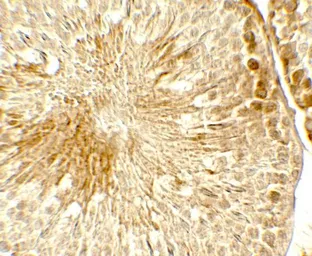 Anti-TOPAZ1 antibody used in IHC (Paraffin sections) (IHC-P). GTX32132