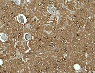 Anti-KIRREL3 antibody used in IHC (Paraffin sections) (IHC-P). GTX32140