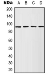 Anti-p90 RSK1 (phospho Ser380) antibody used in Western Blot (WB). GTX32257