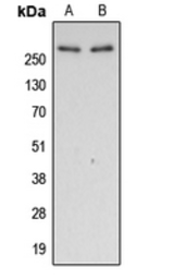 Anti-Filamin A (phospho Ser2152) antibody used in Western Blot (WB). GTX32328