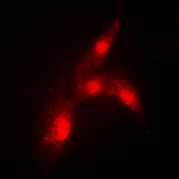 Anti-MDM2 (phospho Ser166) antibody used in Immunocytochemistry/ Immunofluorescence (ICC/IF). GTX32336