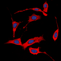 Anti-Her4 / ErbB4 (phospho Tyr1284) antibody used in Immunocytochemistry/ Immunofluorescence (ICC/IF). GTX32389