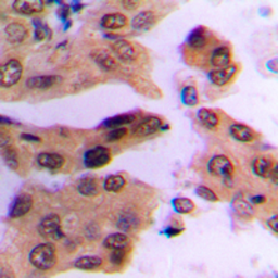 Anti-c-Fos (phospho Ser362) antibody used in IHC (Paraffin sections) (IHC-P). GTX32391