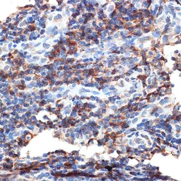 Anti-Bax antibody used in IHC (Paraffin sections) (IHC-P). GTX32465