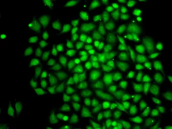 Anti-BORIS antibody used in Immunocytochemistry/ Immunofluorescence (ICC/IF). GTX32476