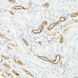 Anti-CD133 antibody used in IHC (Paraffin sections) (IHC-P). GTX32496
