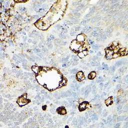 Anti-CD133 antibody used in IHC (Paraffin sections) (IHC-P). GTX32496