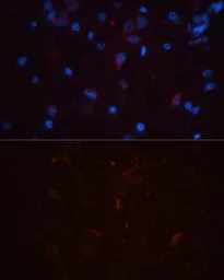 Anti-CD90 antibody used in IHC (Paraffin sections) (IHC-P). GTX32508
