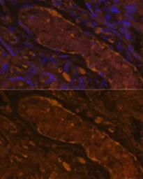 Anti-Factor I antibody used in IHC (Paraffin sections) (IHC-P). GTX32531