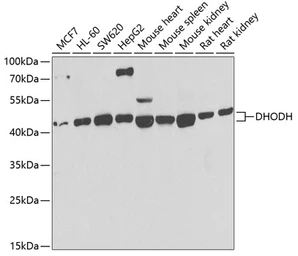 Anti-DHODH antibody used in Western Blot (WB). GTX32560