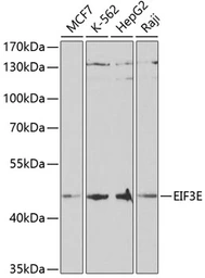 Anti-eIF3e antibody used in Western Blot (WB). GTX32579