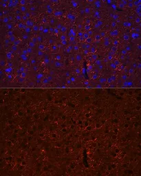 Anti-GAD65 antibody used in IHC (Paraffin sections) (IHC-P). GTX32615