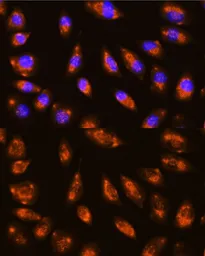 Anti-GRID1 antibody used in Immunocytochemistry/ Immunofluorescence (ICC/IF). GTX32633
