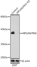 Anti-HIF1AN antibody used in Western Blot (WB). GTX32652