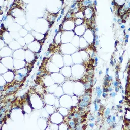 Anti-HSP60 antibody used in IHC (Paraffin sections) (IHC-P). GTX32661