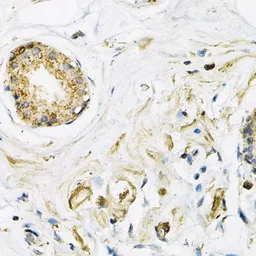 Anti-LAMP2 antibody used in IHC (Paraffin sections) (IHC-P). GTX32699