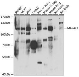 Anti-MAP4K3 antibody used in Western Blot (WB). GTX32713