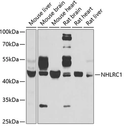 Anti-NHLRC1 antibody used in Western Blot (WB). GTX32750