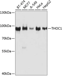 Anti-Nuclear Matrix Protein p84 antibody used in Western Blot (WB). GTX32757