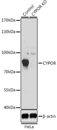 Anti-POR antibody used in Western Blot (WB). GTX32801