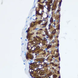 Anti-PPP1CB antibody used in IHC (Paraffin sections) (IHC-P). GTX32804