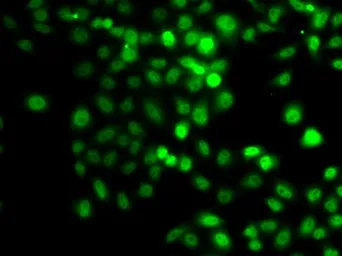 Anti-PRDM7 antibody used in Immunocytochemistry/ Immunofluorescence (ICC/IF). GTX32808