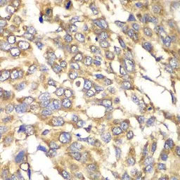 Anti-VTI1B antibody used in IHC (Paraffin sections) (IHC-P). GTX32969