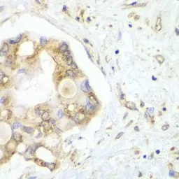 Anti-VTI1B antibody used in IHC (Paraffin sections) (IHC-P). GTX32969