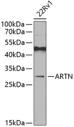 Anti-Artemin antibody used in Western Blot (WB). GTX33020