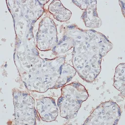 Anti-CD71 antibody used in IHC (Paraffin sections) (IHC-P). GTX33080