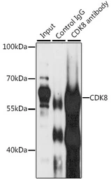 Anti-CDK8 antibody used in Immunoprecipitation (IP). GTX33086