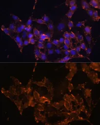 Anti-COX1 antibody used in Immunocytochemistry/ Immunofluorescence (ICC/IF). GTX33113