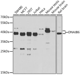Anti-DNAJB6 antibody used in Western Blot (WB). GTX33160