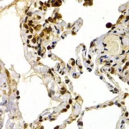 Anti-DP1 antibody used in IHC (Paraffin sections) (IHC-P). GTX33162