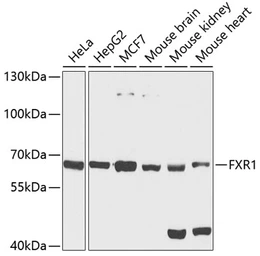 Anti-FXR1 antibody used in Western Blot (WB). GTX33206