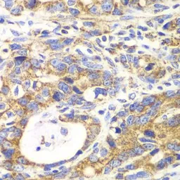 Anti-GLUD2 antibody used in IHC (Paraffin sections) (IHC-P). GTX33220
