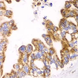 Anti-GLUD2 antibody used in IHC (Paraffin sections) (IHC-P). GTX33220