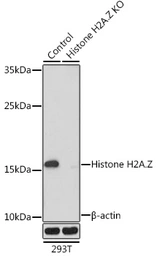 Anti-Histone H2A.Z antibody used in Western Blot (WB). GTX33241