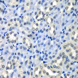 Anti-Histone H2A.Z antibody used in IHC (Paraffin sections) (IHC-P). GTX33241