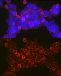 Anti-NFAT1 antibody used in Immunocytochemistry/ Immunofluorescence (ICC/IF). GTX33354