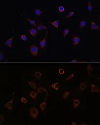 Anti-NFS1 antibody used in Immunocytochemistry/ Immunofluorescence (ICC/IF). GTX33356